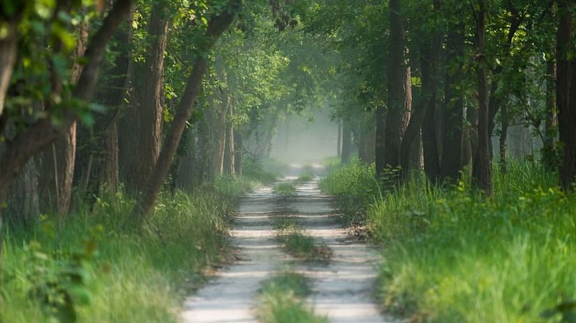Safari Adventures in Dudhwa